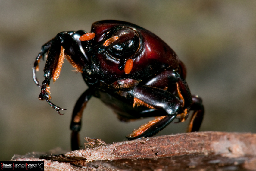 Rhynchophorus ferrugineus (Punteruolo della palma)